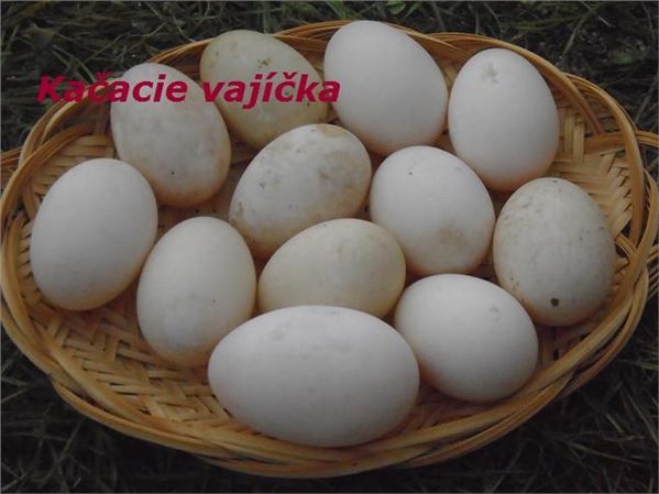 Cholesterol vajíčka