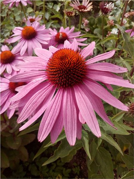 Echinacea