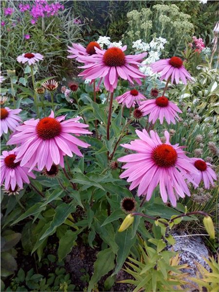 Echinacea