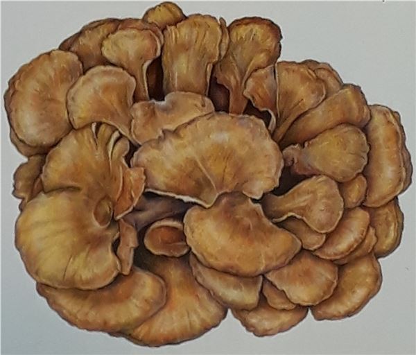 Maitake