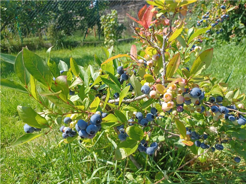 cucoriedky  | čučorieky | borovky