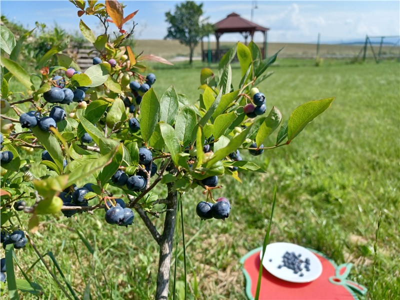 čučoriedky | cucoriedky