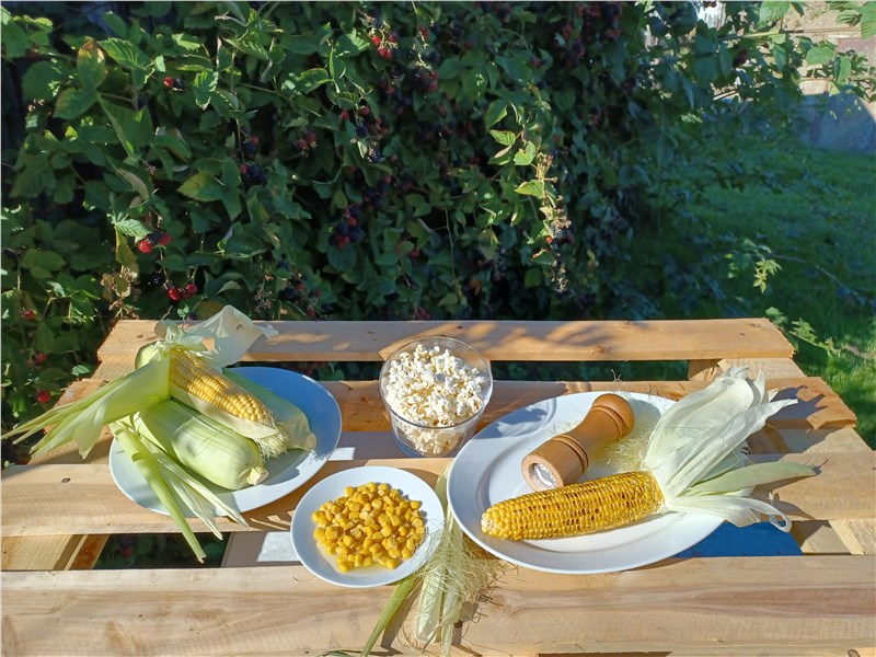 kukurica | zelenina | pečená kukurica | varená kukurica