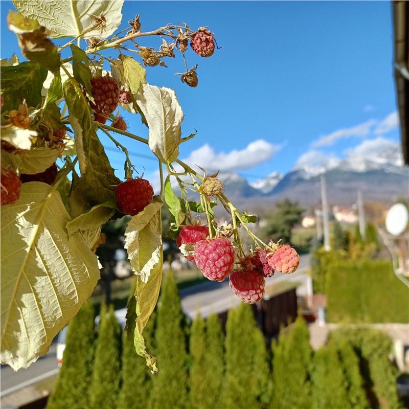 maliny | maliny a Tatry | maliny  a Vysoké Tatry | malina | ovocie