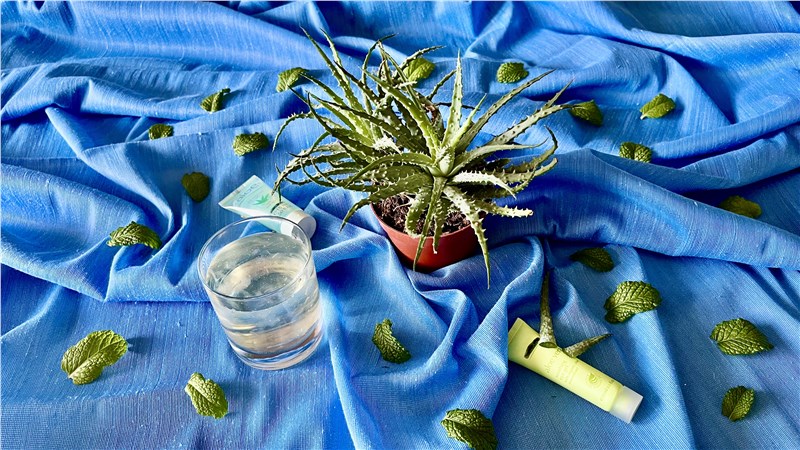 aloe vera | liečivá rastlina