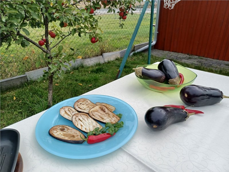 baklazan zelenina