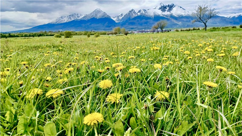 púpava | pupava 