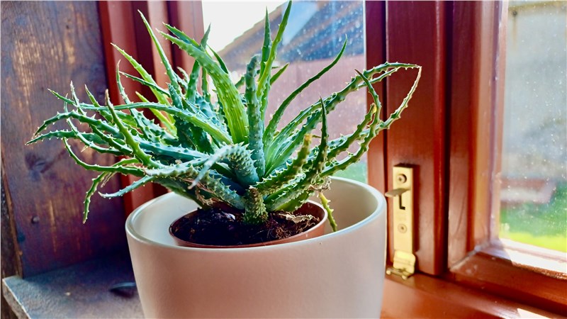 aloe vera